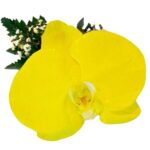 Orquídea Amarilla