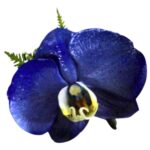 Orquídea Azul