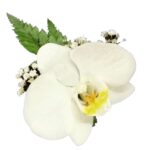 Orquídea Blanca