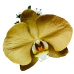 Orquídea Dorada Phalaenopsis