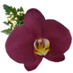 Orquídea Guinda / Vino