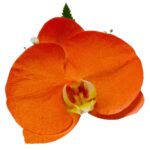 Orquídea Naranja