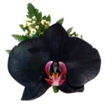 Orquídea Negra