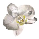 Orquídea Plateada