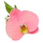 Orquídea Rosada