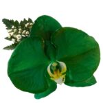 Orquídea Verde