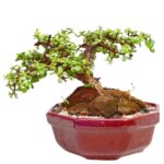 Bonsai Moneda