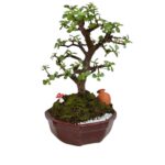 Portucalaria