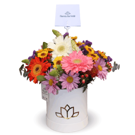 Box Gerberas