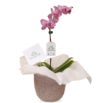Orquídea Mariposa