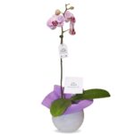 Orquídea Blanca 2