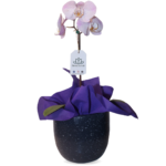 Orquídea Lila 2