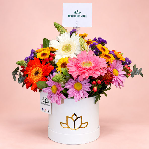 box_gerberas_fondo_pastel_600x600 Box Gerberas - Imagen 1