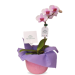 Orquídea Blanca 4