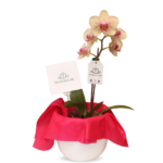 Orquídea Pink Veil