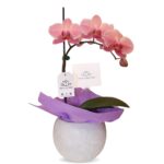 Orquídea Mariposa 2