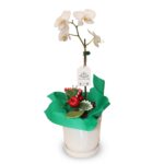 Orquídea Navideña 02