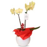 Orquídea Navideña 01