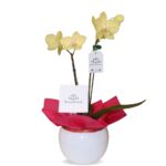 Orquídea Amarilla