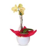 Orquídea Amarilla - Imagen 2